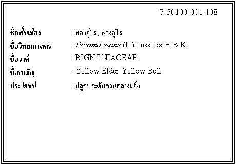 กล่องข้อความ: 7-50100-001-108 ชื่อพื้นเมือง : ทองอุไร, พวงอุไร ชื่อวิทยาศาสตร์ : Tecoma stans (L.) Juss. ex H.B.K. ชื่อวงศ์ : BIGNONIACEAE ชื่อสามัญ : Yellow Elder Yellow Bell ประโยชน์ : ปลูกประดับสวนกลางแจ้ง